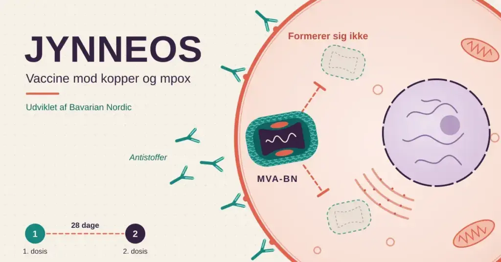 Illustration af en menneskecelle, hvor en svækket MVA-BN-koppevirus ikke kan formere sig, mens antistoffer samler sig ved cellemembranen, med teksten »JYNNEOS – Vaccine mod kopper og mpox« og en tidslinje for to doser med 28 dages mellemrum.