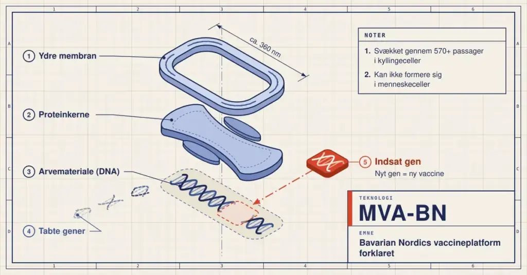 Teknisk sprængtegning af MVA-BN-virusset med ydre membran, proteinkerne og arvemateriale (DNA), hvor et rødt indsat gen skubbes ind i DNA-strengen, mens tabte gener driver væk, og et titelfelt med teksten »MVA-BN – Bavarian Nordics vaccineplatform forklaret«.